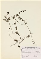 藏品(變葉山螞蝗)的圖片